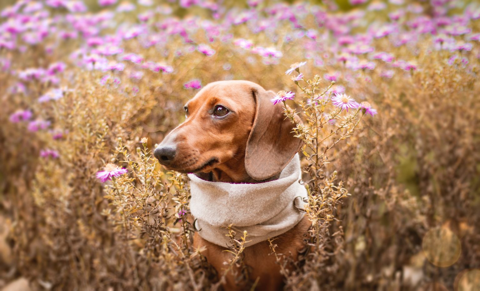 N wie Nein Waldis Hundetraining in München Hundetraining, Hundeschule